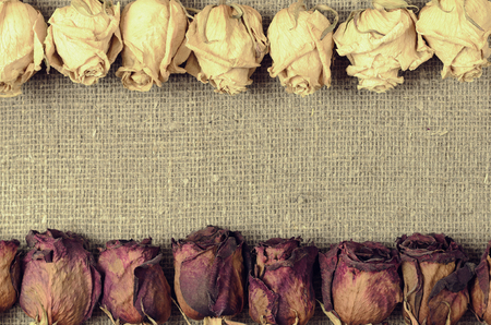 Dry white and red roses  on linen canvas backgroundの写真素材