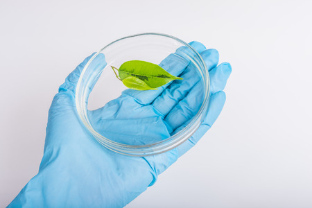 scientist holding Petri dish with leafの写真素材