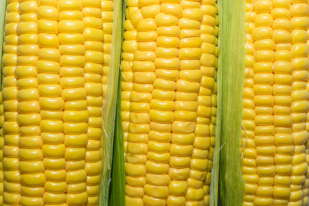 corn cob with green leaves. Selective focus.の写真素材