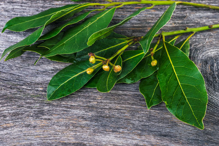 background with branches  of laurel  leaves   on a wooden table