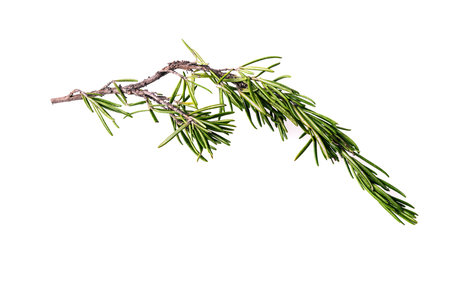 rosemary  branch  isolated on a  white backgroundの写真素材