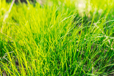 Fresh green grass in sunlightの写真素材