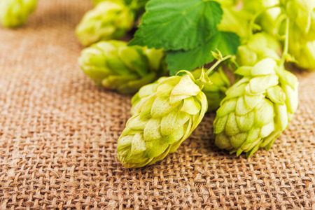 Hop cones on burlap close up. Ingredients for beer productionの写真素材