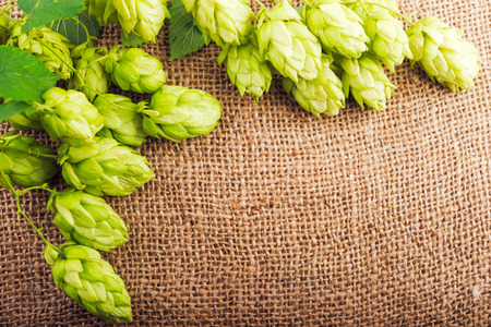 Hop cones with leaves  on burlap. Brewing concept. Ingredients for beer productionの写真素材