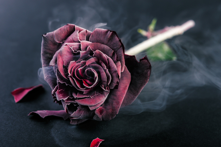Frozen red rose on black backgroundの写真素材