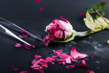 frozen in liquid nitrogen rose.の写真素材