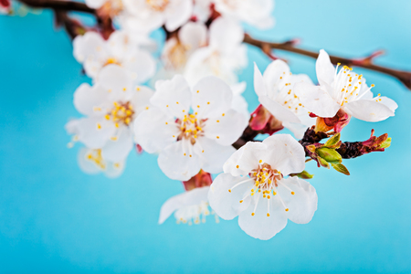 Spring blossom flowers apricot on blue sky background. Branch with apricot flowers.の写真素材