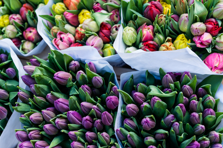 Tulips for Women's Day and Mother's Day. Colorful  tulips bouquets.の写真素材