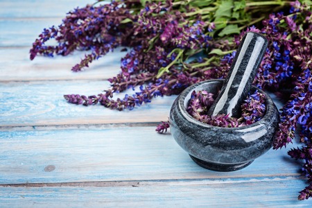 Sage plant and  mortar on blue wooden background. Alternative health care fresh salvia flowers.の写真素材