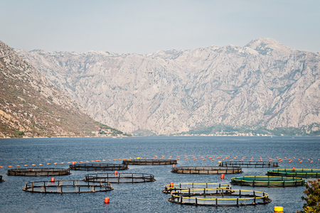 Cages  for fish cultivation. Fish farming on the sea, Montenegro.の写真素材
