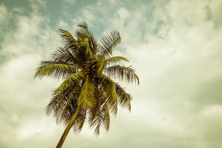 beautiful tropical background with  coconut palm tree, toningの写真素材