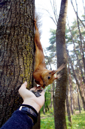 The forest squirrel has woken up from hibernation and is eating from my hand