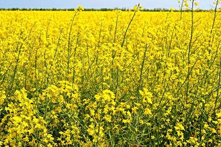 Rapeseed field. Global business. International business team. Global network. field of canola flower illustrations.の写真素材