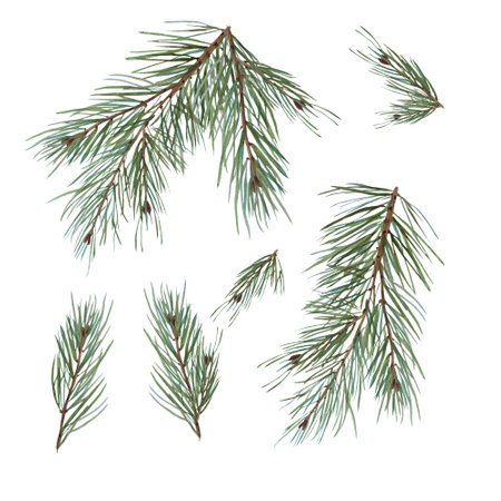 Pine branch pine, spruce, christmas tree branch, isolated image of a branch on a white background, background for postcards, invitations, flyersの写真素材