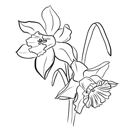 Drawing of a bouquet of daffodils 3-1の写真素材