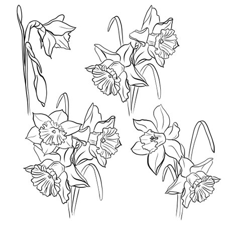 Drawing of a bouquet of daffodils 4-1の写真素材