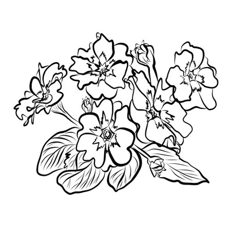 primrose drawing vector drawing spring flowersのイラスト素材