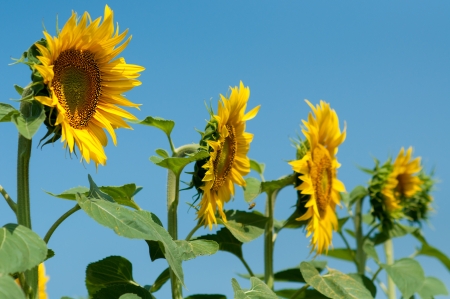 Blooming field of sunflowers, blue skyの写真素材