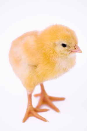 Cute little chicken isolated on white backgroundの写真素材