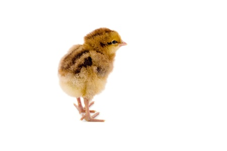 Cute little chicken isolated on white backgroundの写真素材