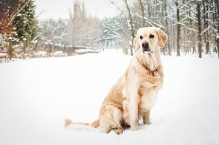 lovely golden retrieverの写真素材