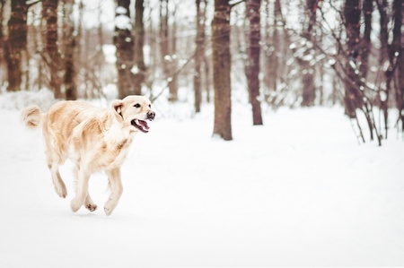 lovely golden retrieverの写真素材