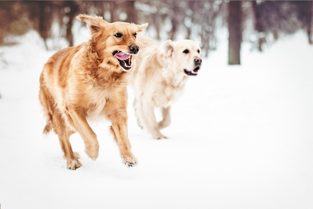 two lovely golden retrieverの写真素材
