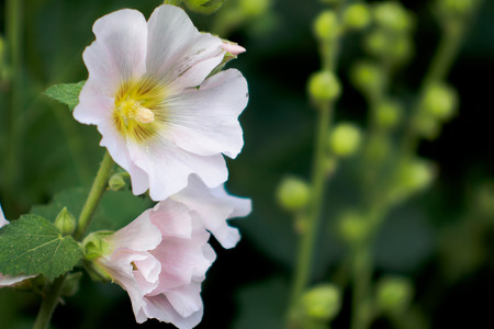 gently pink mallow flowerの写真素材