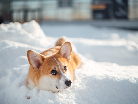 welsh corgi dog playing in winter parkの写真素材