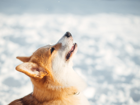 welsh corgi dog playing in winter parkの写真素材