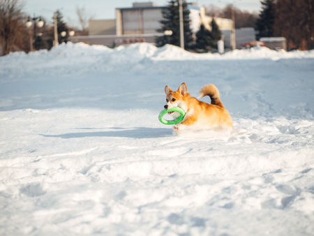welsh corgi dog playing in winter parkの写真素材