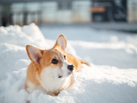 welsh corgi dog playing in winter parkの写真素材