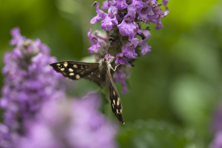 Butterfly on flower. Macro.の写真素材