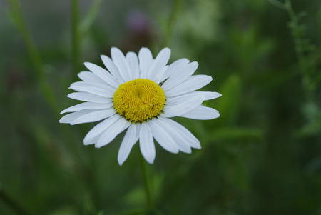 Camomile blossoming in field.の写真素材