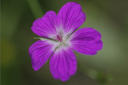 Pink wild flowers on the green background. Macro.の写真素材