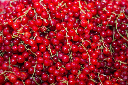 the berries of the red currant lotの写真素材