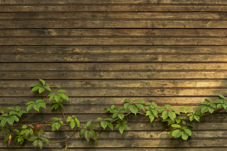 a wall of dark planks and ivy, vintageの写真素材