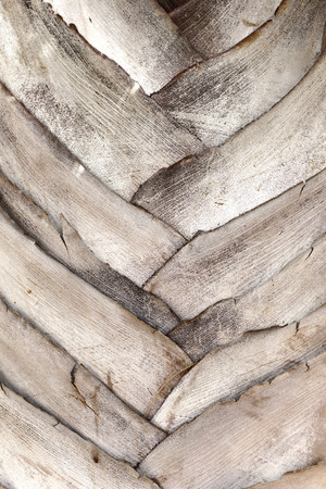 The trunk of the palm. Background. Texture.の写真素材