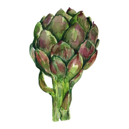 Watercolor hand drawn fruit icon Isolated on whiteの写真素材