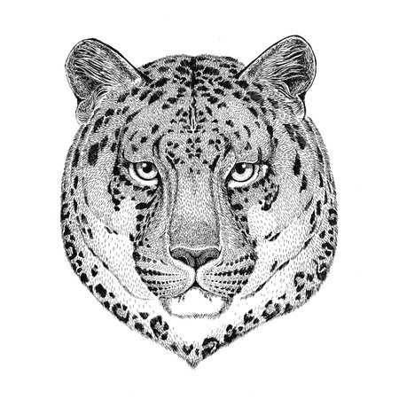 Wild cat Leopard Cat-o-mountain Panther Hand drawn illustration for tattoo, emblem, badge, logo, patchの写真素材