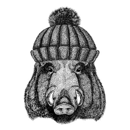 Aper, boar, hog, hog, wild boar wearing winter knitted hatの写真素材