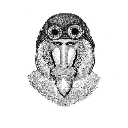 Monkey, baboon, dog-ape, ape wearing aviator hat Motorcycle hat with glasses for biker Illustration for motorcycle or aviator t-shirt with wild animalの写真素材
