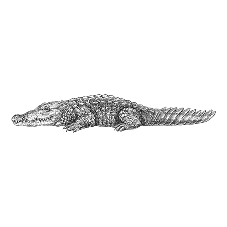 Hand drawn illustration of Crocodileのイラスト素材