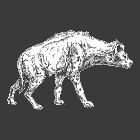 Hand drawn illustration of Hyena.のイラスト素材