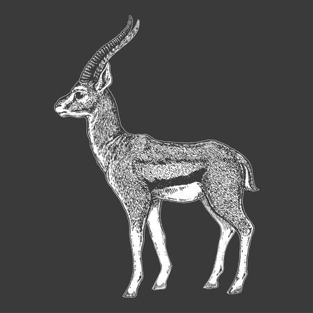 Grey and white image of an antelope on a black backgroundのイラスト素材