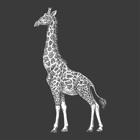 Giraffe Hand drawn for Tattoo design. Engraving of wild animal for emblem, badge, tattoo, t-shirt print.のイラスト素材