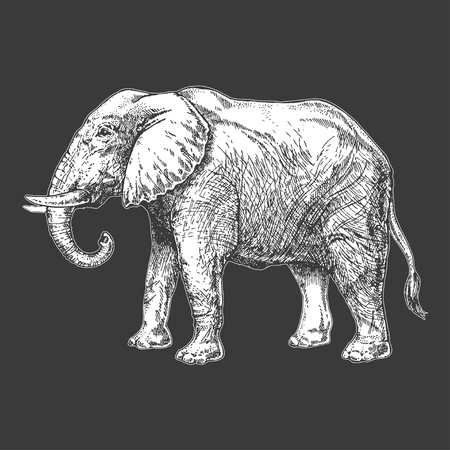 Zoo. African fauna. Elephant. Hand drawn illustration for tattoo design, emblem, badge, t-shirt print. Engraving of wild animal. Classic vintage style image.のイラスト素材