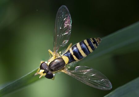 closeup view of a hoverfly - family Syrphidaeの写真素材