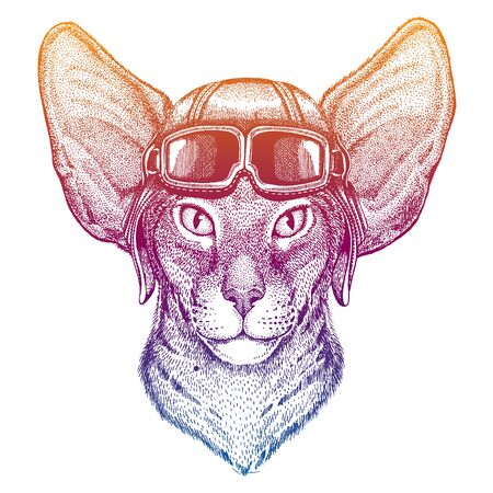 Oriental cat. Wild animal. Vector fashion illustration for kids. Children shirt print with biker, motorcycle symbol.のイラスト素材