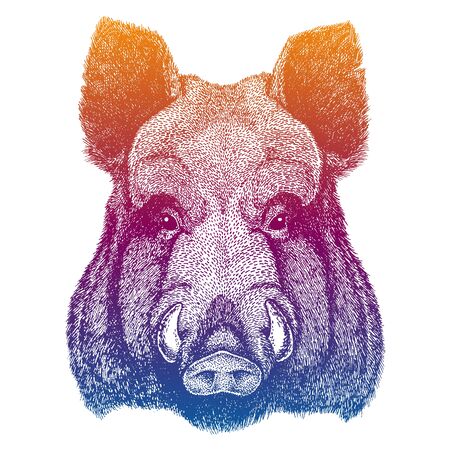 head of a wild boarのイラスト素材